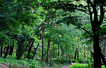 中浦ヒメサユリ森林公園